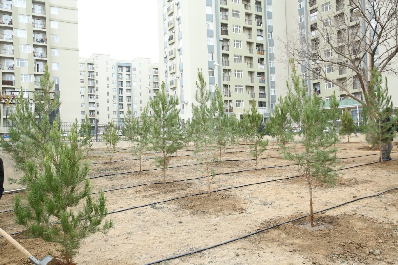 Gəncədə Ümummilli Liderin anım günü ilə əlaqədar ağacəkmə aksiyası keçirilib - FOTOLAR